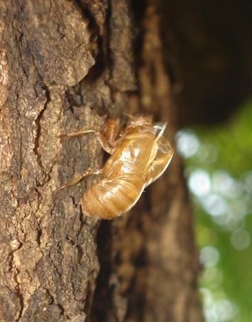 A B C Figura 03: Exúvia de Dorisiana viridis. A.