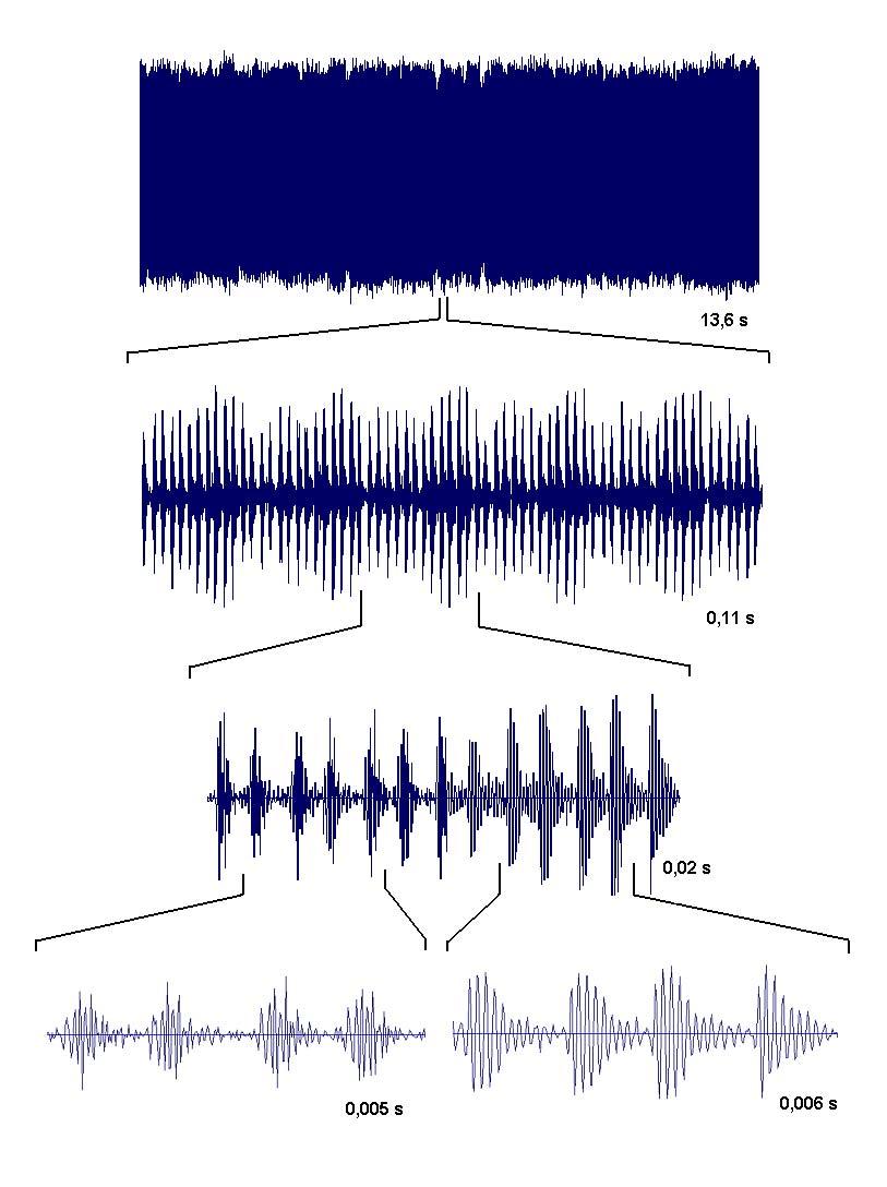 57 A B C D E Figura 22. Oscilograma Guyalna sp. A. Parte do som emitido (13,6s). B. Seqüência de grupos de pulsos (0,11s). C. Seqüência de sete pulsos de menor amplitude e seis de maior (0,02s).