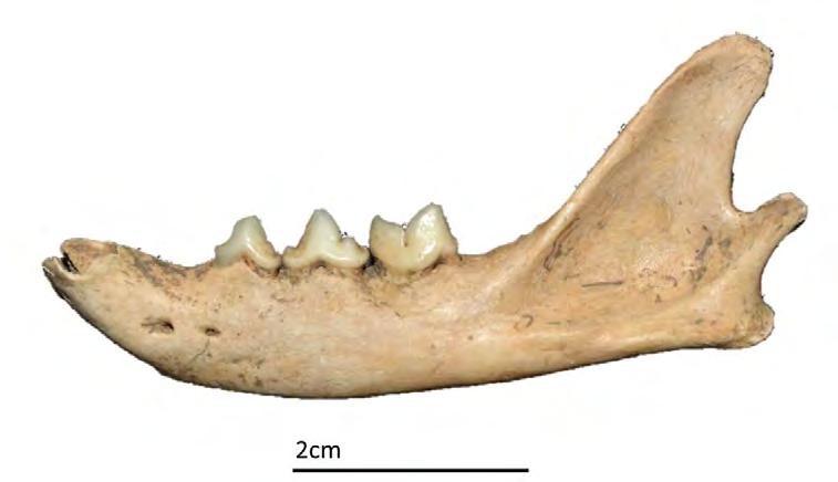 255 CIRA-ARQUEOLOGIA V Figure 15 Domestic cat (Felis