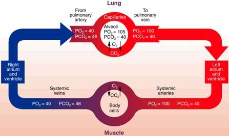 Sistema de transporte de O2 Funções compartilhadas pelo sistema cardiovascular e respiratório Vo2 = VE x FC x a-vo2 (EQUAÇÃO DE FICK) Médias Representativas dos Diferentes Grupos Masculinos (N= 3.