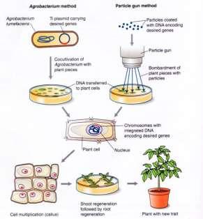 Engenharia Genética de Plantas A engenharia genética de plantas faz o mesmo que os melhoradores de plantas têm feito ao longo de milhares de anos (i.e., mover genes), mas de um modo muito mais preciso.