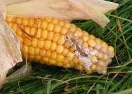 Estragos causados pela broca do milho Europeia e infecção fúngica resultante As Culturas Biotecnológicas Necessitam Menor Uso de