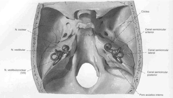 20 2 REVISÃO DE LITERATURA 2.1 Anatomofisiologia do Sistema Vestibular A orelha interna possui receptores que fornecem informações essenciais aos sentidos do equilíbrio e da audição.