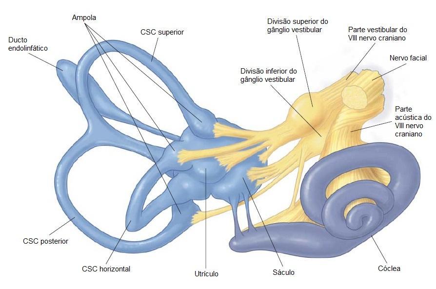 23 Figura 2. Estruturas de tecido mole junto ao labirinto ósseo. Fonte: Frohman EM. The dizzy patient. ACP Medicine.