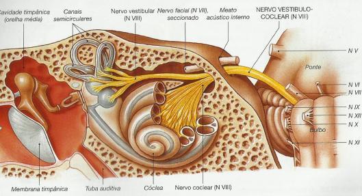 29 Figura 7. Nervo vestíbulococlear. Fonte: MARTINI, TIMMONS e TALLITSCH. Anatomia humana. Porto Alegre: Artmed, 2009.