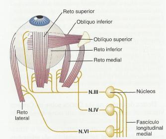 39 Figura 9. Músculos extraoculares e Inervação. Fonte: HALL, J.E. Tratado de fisiologia médica. Rio de Janeiro: Elsevier, 2011