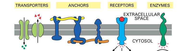Proteínas FUNÇÕES TRANSPORTADORAS DE ANCORAGEM RECEPTORES ENZIMAS íons aminoácidos monossacarídios