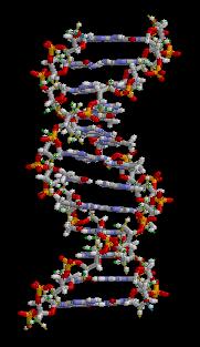 Análise de DNA, RNA e Proteínas Fatores que afetam a migração de