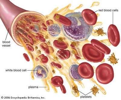 16 concentrados plaquetários vem se desenvolvendo e evoluindo, seus resultados promissores foram comprovados em estudos de diversos autores.