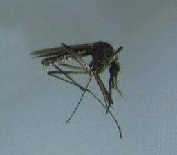 Principais resultados do Monitoramento dos Insetos Transmissores de Doenças nas áreas de influência da UHE Jirau 2011 a 2013 Pernilongo Mosquito da Dengue Carapanã da malária Mosquitos (pernilongos,