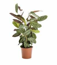 Ficus ginseng Ficus microcarpa