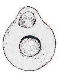 I a.c. Provoost IV-,2, Inic. S.I a.c. - Inic. S.I. d.c. Leibundgut II 50-0 a.