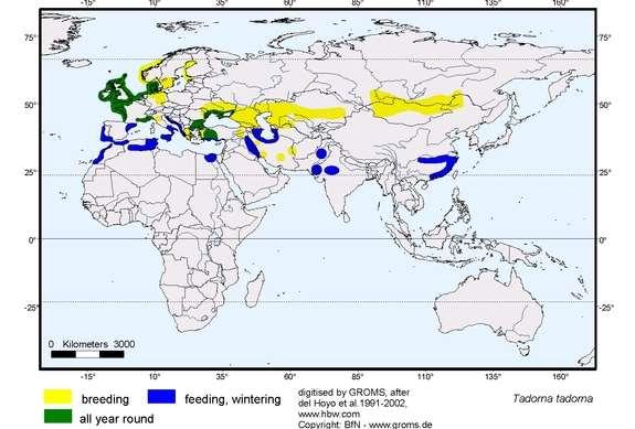 AVIFAUNA PAUIS DA PRAIA DA VITÓRIA Figura 2. Mapa de distribuição do Pato-branco. Habitat: Estas aves podem ser encontradas em costas temperadas, em zonas húmidas na Europa, África e Ásia.