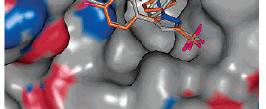 The sulfonamide anchor adopts a different orientation in both enzymes (CA & CX-2).