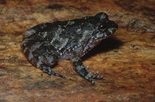 Macho adulto de Scinax alcatraz, Ilha dos Alcatrazes, município de São Sebastião, Estado de São Paulo, sudeste do Brasil. Figure 3.