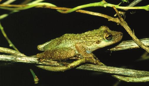 Adult male Megaelosia massarti, Paranapiacaba, municipality of Santo André, São Paulo State, southeastern Brazil. Figura 3.