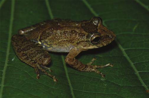 Haddad (20 species from the 1980s to present), Alípio de Miranda Ribeiro (18 species between the 1920s and 1940s), Werner C. A. Bokermann (18 species between the 1950s and 1990s), Bertha Lutz (17 species between the 1930s and 1970s), José P.