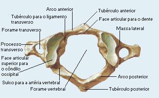 As vértebras cervicais (Fig 1), de forma genérica, possuem dois pedículos e duas lâminas que formam o arco vertebral mais posteriormente.