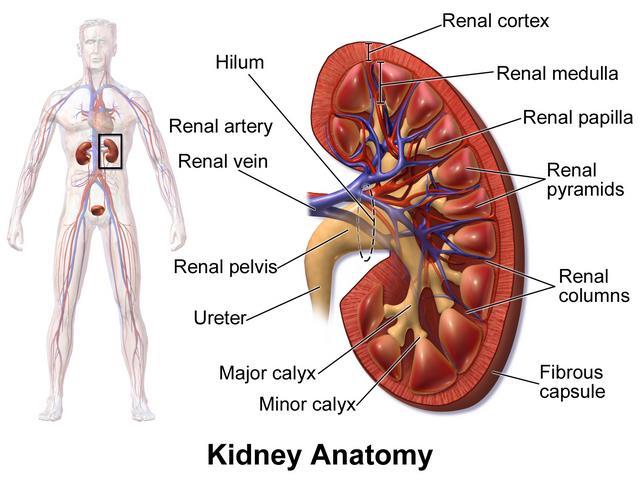 Os rins A principal função renal é manter o equilíbrio hidroeletrolítico e de solutos orgânicos O rim recebe 20% do débito cardíaco, filtrando aproximadamente 1,6 L por dia de sangue e produzindo 180
