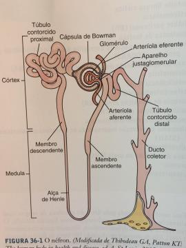 Os rins Cada rim consiste em aproximadamente 1 milhão de néfrons funcionando, consistindo em um glomérulo conectado a uma série de túbulos O glomérulo é uma massa esférica de