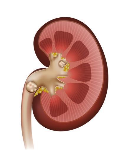 Os rins A capacidade do rim eliminar adequadamente os produtos de excreção nitrogenados é definida como função renal A