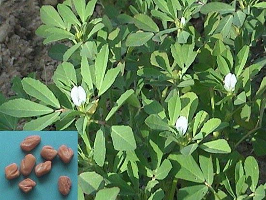Trigonella foenum-graecum L.