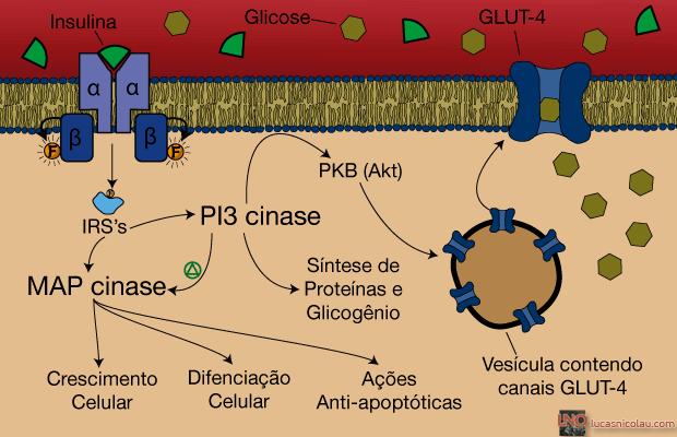 Receptores nas células e sinais intracelulares Os receptores de insulina são uma combinação de quatro subunidades que se mantêm unidas por meio de ligações dissulfelto.
