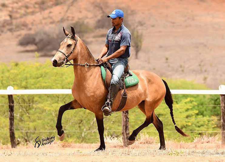 28 UFANA BOA FEIRA GENIOSO E.A.O. LARANTE D.M.O. SOBERANA DE SANTA LÚCIA LUA BOA FEIRA ÉBANO BOA FEIRA ALTEZA DA DENGOSA FÊMEA 01/04/10 Vendedor: HARAS BOA FEIRA Égua linda de tipo e extra de marcha.