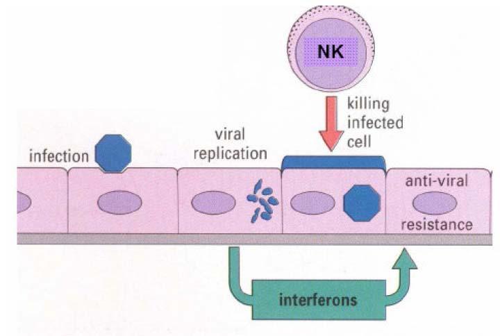 Quando há uma célula infectada por um vírus, essa célula começa a produzir interferões (há mais do que um tipo) e o que é que fazem? São citocinas ( nunca se esqueçam!