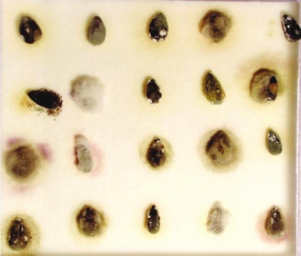 Resultado do Blotter-test das sementes de girassol da variedade BRS 122 provenientes do Estado do Mato Grosso do Sul.