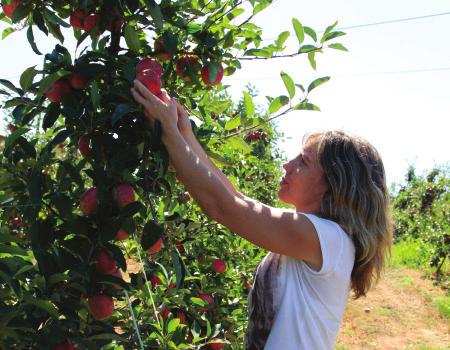 Frutalvor ORIGEM: CALDAS DA RAINHA Sedeada nas Caldas da Rainha, numa reconhecida região frutícola com fortes tradições na produção de Pera Rocha e Maçã, a Frutalvor é uma cooperativa de