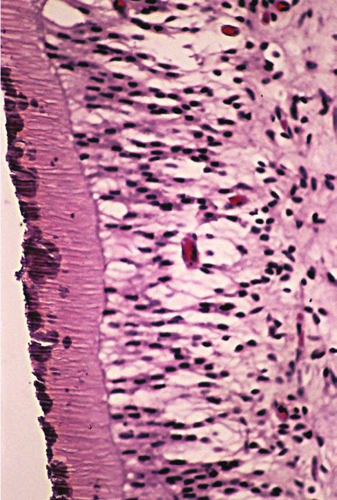 18 Bruno et al. Revista de Odontologia da UNESP P PD O Figura 1.