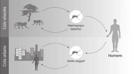 Guia de Vigilância em Saúde Figura 1 Ciclos Epidemiológicos (silvestre e urbano) da febre amarela no Brasil Período de incubação Varia de 3 a 6 dias, embora se considere que possa se estender até 15