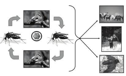 Guia de Vigilância em Saúde Figura 1 - Ciclo de transmissão da febre do Nilo Ocidental Reservatórios e Vetores Hospedeiros Acidentais Aves Equídeos Mosquitos Virus Mosquitos Homem Aves Aves Outras
