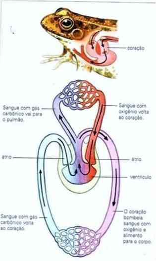 Nutrição, digestão e excreção Respiração Circulação Sensoriais Reprodução Circulação Fechada (restrita aos vasos sanguíneos); Dupla