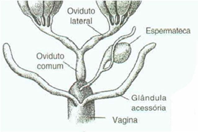 Glândulas acessórias/coletéricas Presentes em muitos insetos.