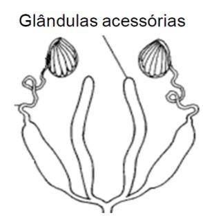 Glândulas