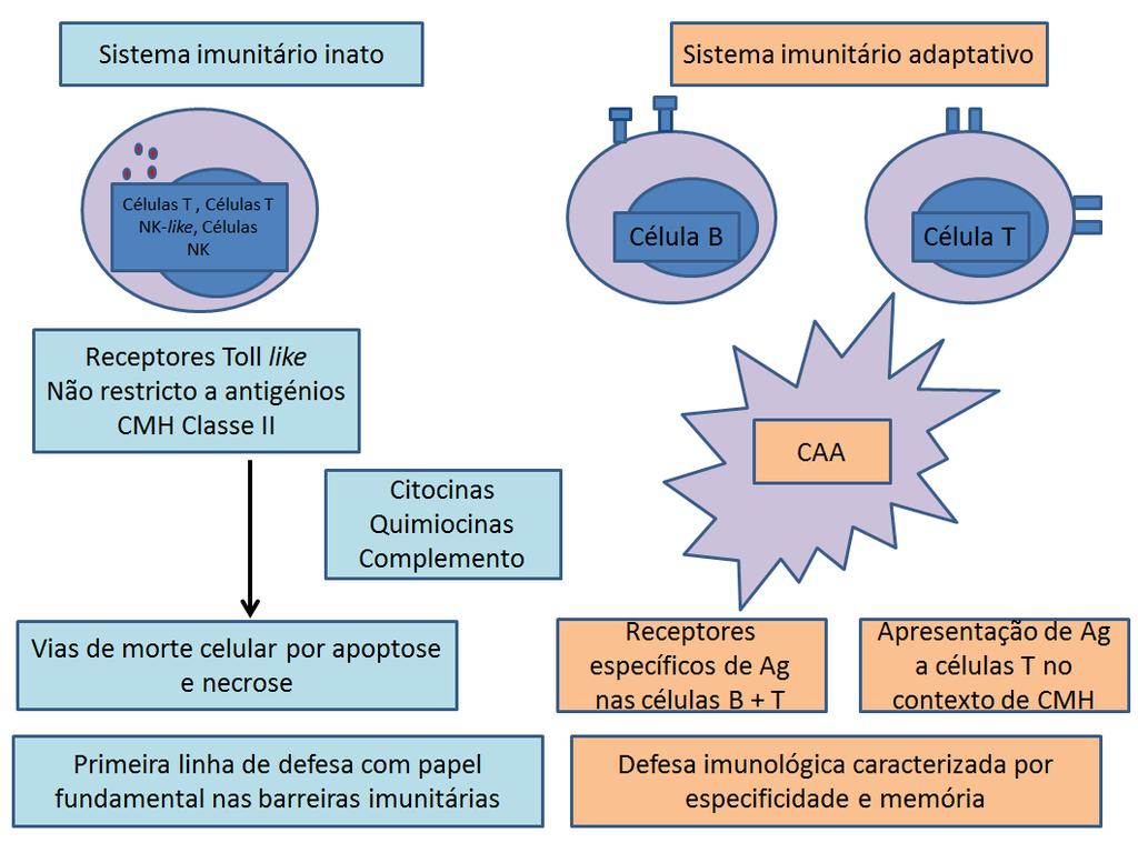 ANEXOS ANEXO 1 Adaptado de (Swerdllow et al., 2008) As células NK, NK like e células T actuam com outros tipos celulares, como os granulócitos e macrófagos, como 1.