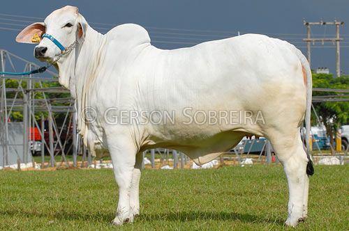 Brahman perfil