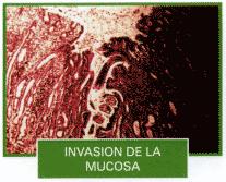 O ambiente tem influência direta no processo de inibição que ocorre no trato gastrintestinal, em que as larvas hipobióticas permanecem na submucosa do estômago e intestino dos animais em processo de