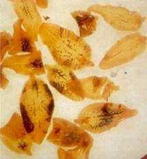 Bunostomum phlebotomum, Strongyloides papillosus e Trichuris globulosa (URQUHART et al., 1996).