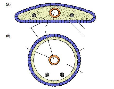 Animais Pseudocelomados = Blastocelomados Epiderme ( Ectoderme ) Endoderme