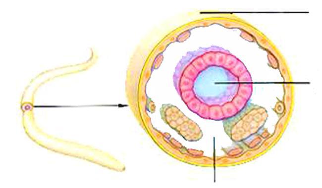 Corte transversal De um Nematoda Organismo PSEUDOCELOMADO ( BLASTOCELOMADO =)