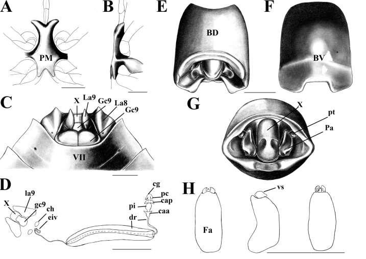 Gc 8 Figura 3. Ascra bifida (Say, 1832). A: Processo metasternal, vista ventral. B: Processo metasternal, vista lateral. C: Fêmea, placas genitais, vista ventral. D: Genitália feminina interna.