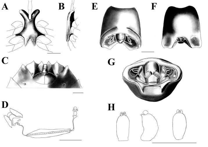 Figura 4. Ascra cordifera (Walker, 1868). A: Processo metasternal, vista ventral. B: Processo metasternal, vista lateral.