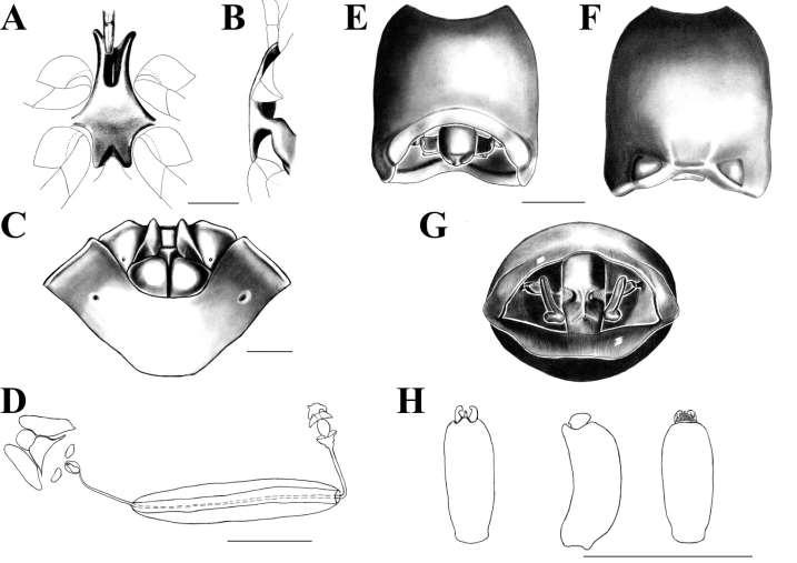 Figura 5. Ascra championi (Distant, 1881). A: Processo metasternal, vista ventral. B: Processo metasternal, vista lateral.