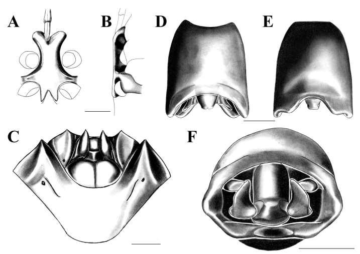 Figura 6. Ascra petersii (Distant, 1881). A: Processo metasternal, vista ventral. B: Processo metasternal, vista lateral.