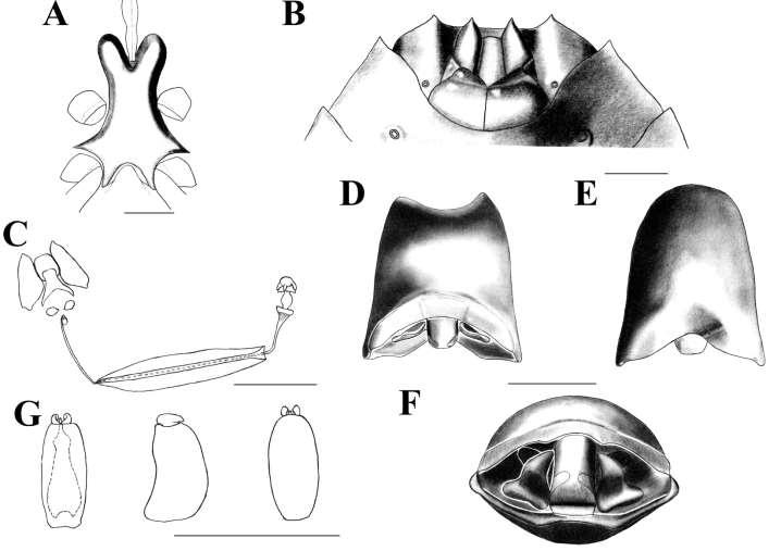 Figura 7. Ascra abdita (Distant, 1890). A: Processo metasternal, vista ventral. B: Fêmea, placas genitais, vista ventral.