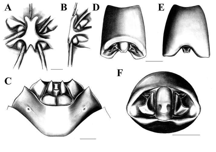 Figura 8. Ascra sp. n. 4. A: Processo metasternal, vista ventral. B: Processo metasternal, vista lateral.