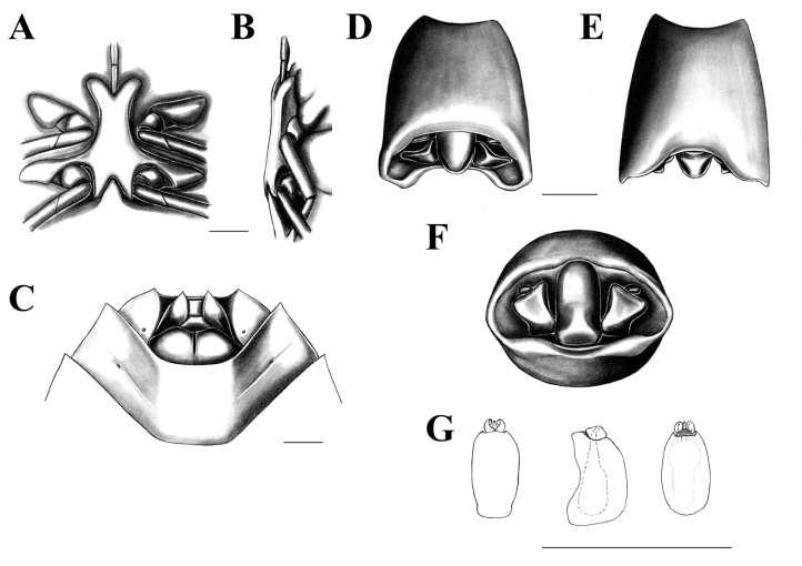 Figura 9. Ascra sp. n. 5. A: Processo metasternal, vista ventral. B: Processo metasternal, vista lateral.